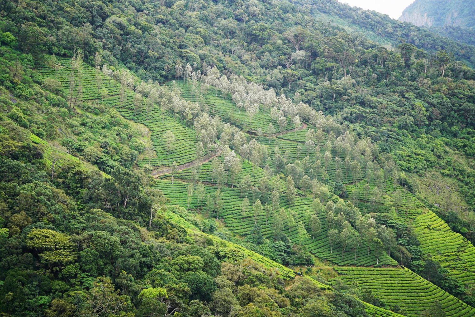 Hotel The Teatree Munnar Suryanelli Esterno foto